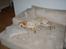 Labrador retriever Berta
