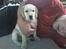 Labrador retriever Berta - Berta hygger hjemme i stuen sammen med farmand... (27/5-06)