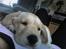 Labrador retriever Berta - Det er svært ikke, at falde i søvn når man ligger på mors mave... (27/5-06)