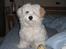 Coton de tulear Ludvig  - Ludvig med sin tro følgesvend