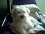 Coton de tulear Ludvig  - Ludvigs yndlingsplads