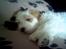 Coton de tulear Ludvig  - Ludvig flader ud i sofaen.. 9 uger gammel