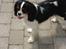 Cavalier king charles spaniel  Gibson  - Jeg er med ude og lege med min gode ven...