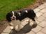 Cavalier king charles spaniel  Gibson  - Se mig mor...