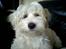 Coton de tulear Ludvig  - Godmorgen.. Har lige sovet (morgenhår)
