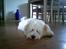 Coton de tulear Ludvig  - Gider altså ikke flere billeder nu.....