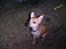 Chihuahua Samson - Kom så med den godbid...! hihi