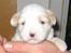 Coton de tulear Ludvig  - Ludvig 3 uger gammel