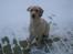 Labrador retriever Berta