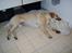 Labrador retriever Berta