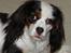 Blanding af racer Mollie R.I.P. - Hej jeg hedder Mollie