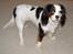 Blanding af racer Mollie R.I.P.