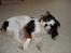 Blanding af racer Mollie R.I.P. - Fjolle Mollie.