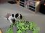 Blanding af racer Mollie R.I.P. - Se lige..... Jeg har selv fanget den...