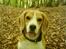 Beagle Sofus (lille Y)