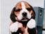 Beagle Sofus (lille Y) - Det er det enste billede jeg har fra han var hvalp...
