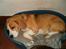 Beagle Sofus (lille Y) - Snork zzzzz...!!