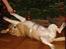 Beagle Sofus (lille Y) - Julegrisen Sofus