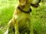Beagle Sofus (lille Y)