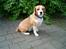Beagle Sofus (lille Y)
