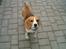 Beagle Sofus (lille Y)