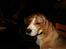 Beagle Sofus (lille Y) - Nytår 2006