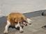 Beagle Sofus (lille Y)
