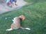 Beagle Sofus (lille Y)
