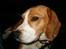 Beagle Sofus (lille Y)