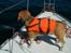 Beagle Sofus (lille Y)