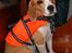 Beagle Sofus (lille Y) - den lille skibs hund