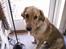 Golden retriever Augustus *Brutus* *R.I.P.* - åhh moar lad mig nu komme ud og lege med den due derude