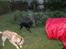 Labrador retriever * R.I.P.* Amy - Nej mor ! Der er snyd!!!