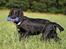 Blanding af racer Blanding *Luna*