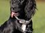 Blanding af racer Blanding *Luna* - Skal jeg blive ved med at sidde stille