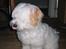 Coton de tulear Ludvig  - Uhm..Har lige spist en godbid.. Den var noget så lækker