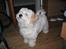 Coton de tulear Ludvig  - Prøv at se lidt mere vigtig ud.....
