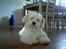 Coton de tulear Ludvig  - Heej
