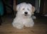 Coton de tulear Ludvig  - Charmetrold