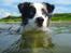 Australian shepherd Alve