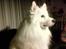 Samojedhund Jago007*i looove my self* - Jago ser fjernsyn :)