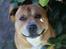 Staffordshire bull terrier ""(Engelsk) ""Gizmo""