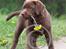 Labrador retriever Brown Hunts Bertha R.I.P. - Tosafoto