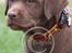 Labrador retriever Brown Hunts Bertha R.I.P. - Tosafoto