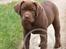 Labrador retriever Brown Hunts Bertha R.I.P. - Tosafoto
