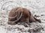 Labrador retriever Brown Hunts Bertha R.I.P. - Tosafoto