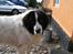 Landseer Sebastian vom Heidenberg