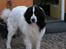 Landseer Sebastian vom Heidenberg