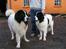 Landseer Sebastian vom Heidenberg - Kiko og Zindy
