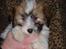 Coton de tulear Romy of gentle mind